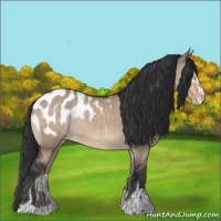 Horse Color:Brown Dun Sabino Appaloosa 