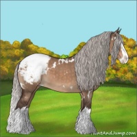 Horse Color:White Spotted Silver Brown Dun Splash Appaloosa
