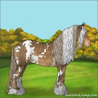 Horse Color:White Spotted Chocolate Palomino Appaloosa 