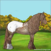 Horse Color:Liver Red Dun Appaloosa 