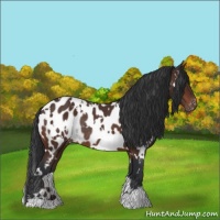 Horse Color:White Spotted Brown Appaloosa Rabicano 