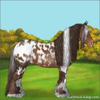 Horse Color:White Spotted Liver Chestnut Appaloosa 