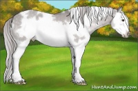 Horse Color:Platinum White Spotted Chocolate Palomino Dun Splash Frame