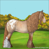 Horse Color:Gray Gold Champagne Roan Appaloosa 