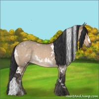Horse Color:White Spotted Brown Dun 