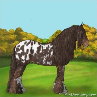 Horse Color:Liver Chestnut Appaloosa 