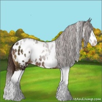 Horse Color:White Spotted Liver Chestnut Splash Appaloosa 