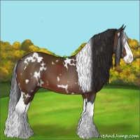 Horse Color:White Spotted Bay Splash 