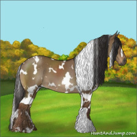 Horse Color:Gray White Spotted Liver Red Dun 