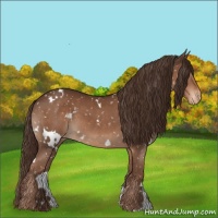 Horse Color:White Spotted Liver Chestnut Appaloosa 