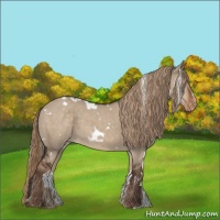 Horse Color:White Spotted Liver Red Dun Appaloosa 