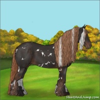 Horse Color:White Spotted Liver Chestnut 