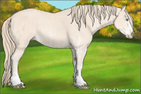 Horse Color:Perlino Sabino  and Perlino Sabino 