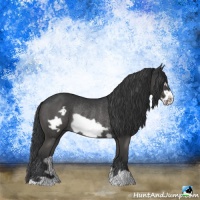 Horse Color:Black Frame Rabicano