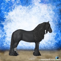 Horse Color:Black Rabicano 