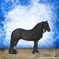 Horse Color:Black Rabicano