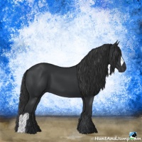 Horse Color:Black 