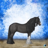 Horse Color:Black 