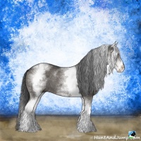 Horse Color:White Spotted Black Rabicano 