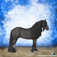 Horse Color:Black Rabicano
