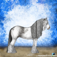 Horse Color:Gray White Spotted Black Rabicano 