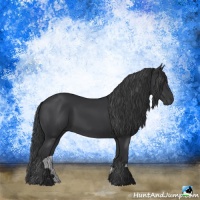 Horse Color:Black Rabicano 
