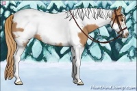 Horse Color:Chestnut Tobiano Frame