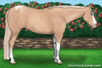 Horse Color:Gold Champagne Splash Tobiano