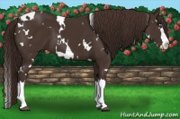 Horse Color:White Spotted Liver Chestnut Splash 