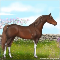 Horse Color:Liver Chestnut Tobiano