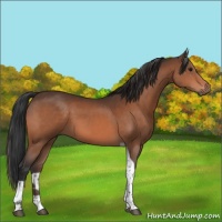 Horse Color:Bay Tobiano 