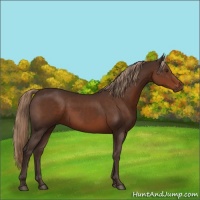 Horse Color:Liver Chestnut 