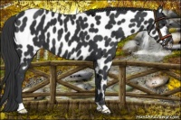 Horse Color:Black Appaloosa 