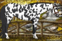 Horse Color:Black Near Leopard