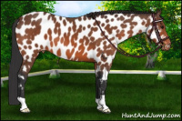 Horse Color:Bay Appaloosa 