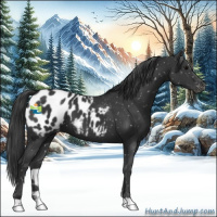 Horse Color:Black Appaloosa 