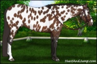 Horse Color:Buckskin Near Leopard 