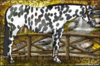 Horse Color:Black Appaloosa