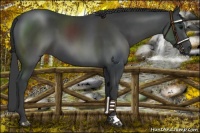 Horse Color:Black 