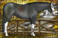 Horse Color:Black Splash
