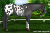 Horse Color:Black Appaloosa