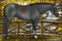Horse Color:Black 