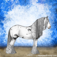 Horse Color:Gray Black Sabino