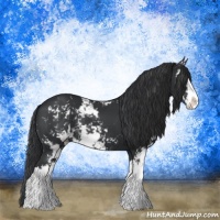 Horse Color:Black Sabino Rabicano 