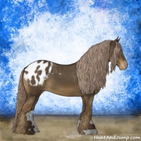 Horse Color:Chocolate Palomino Appaloosa 