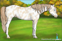 Horse Color:White Spotted Perlino Dun Near Leopard 