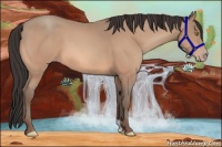 Horse Color:Amber Champagne 