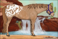 Horse Color:Chestnut Appaloosa 
