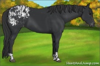 Horse Color:Black  and Black Appaloosa 