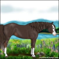Horse Color:Liver Chestnut Sabino Splash